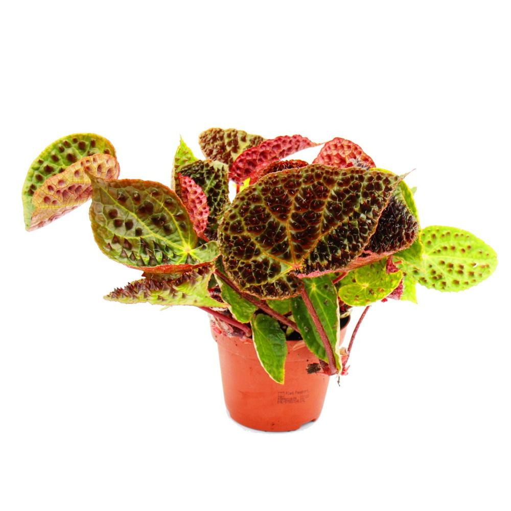 Bégonia sauvage - begonia ferox - plante à feuillage spectaculaire - rareté - pot de 12cm