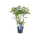 Bloomique - wisteria amethyst falls - glycine grimpante - plantes grimpantes - plantes de jardin - rustique - ⌀15 cm - 60-70 cm