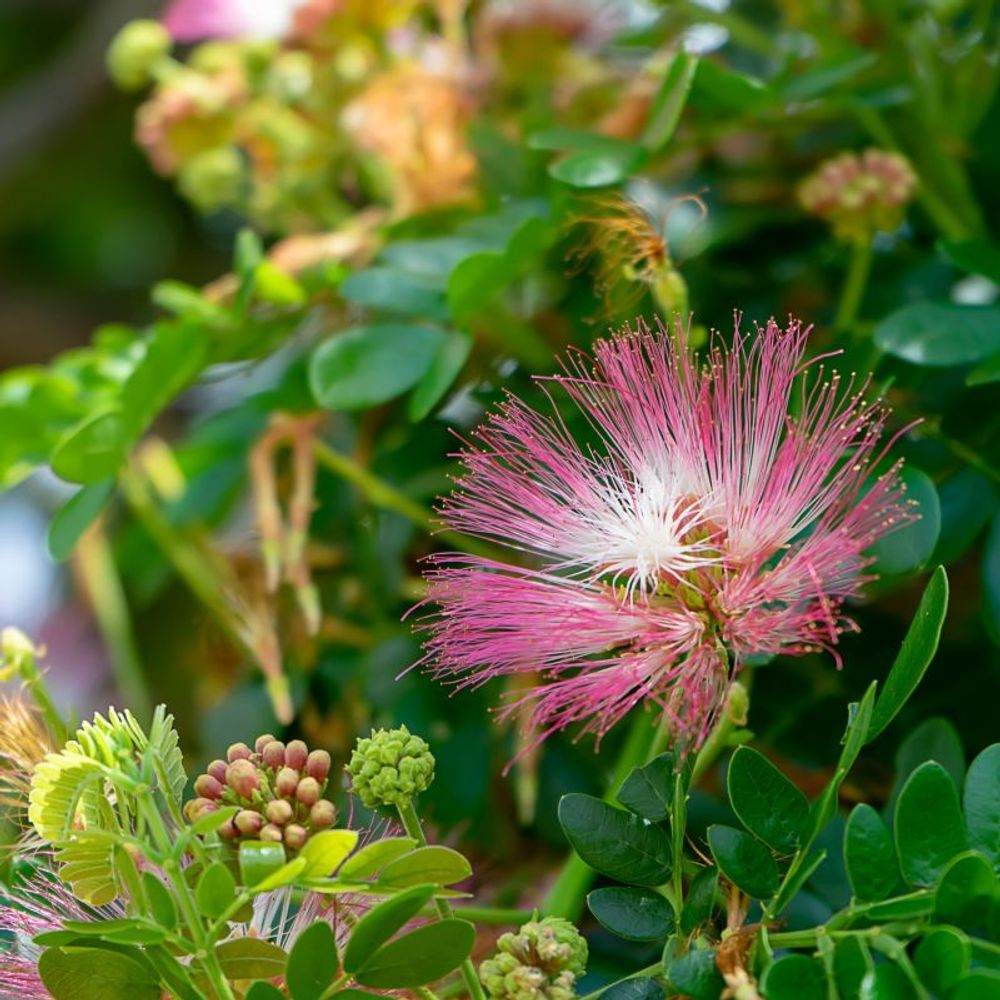Arbre aux houpettes 'dixie pink' (calliandra surinamensis 'dixie pink')