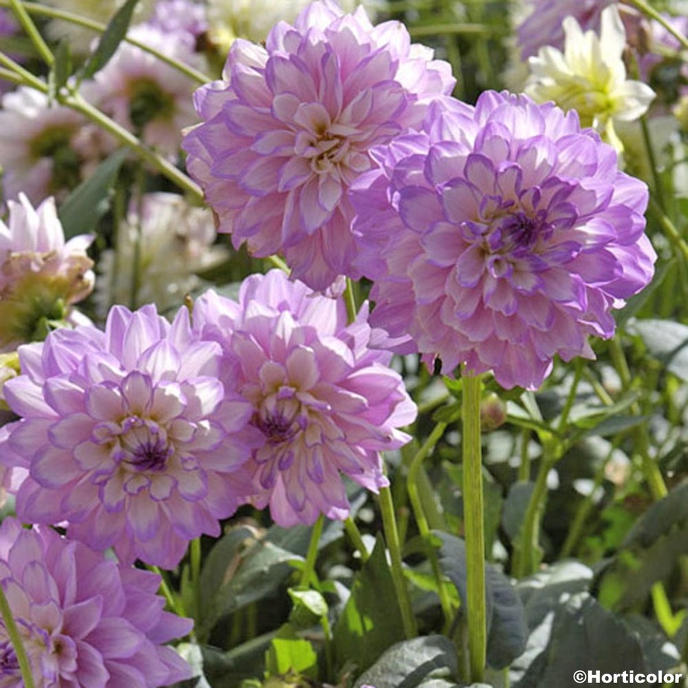 Dahlia balle 'el paso' bulbe calibre i