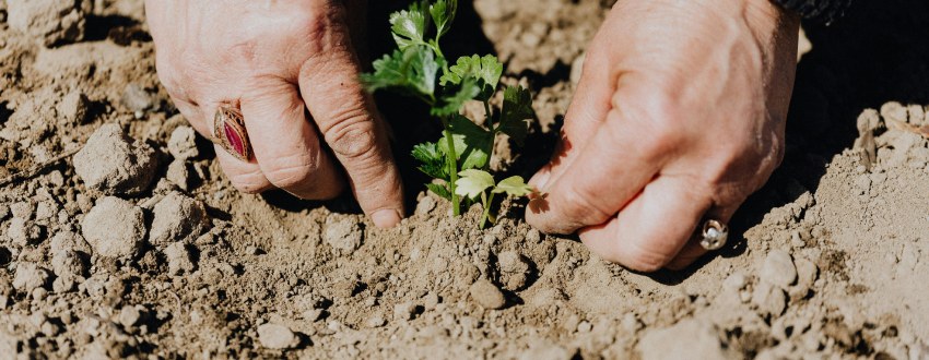 plantation plante