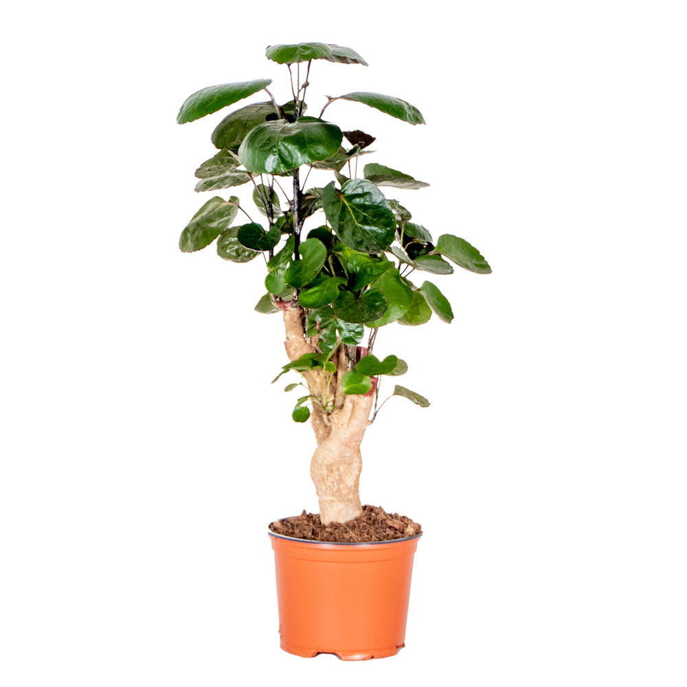Polyscias fabian - aralia - plante d’intérieur - dépolluante - 30-40 cm de haut - pot 12 cm