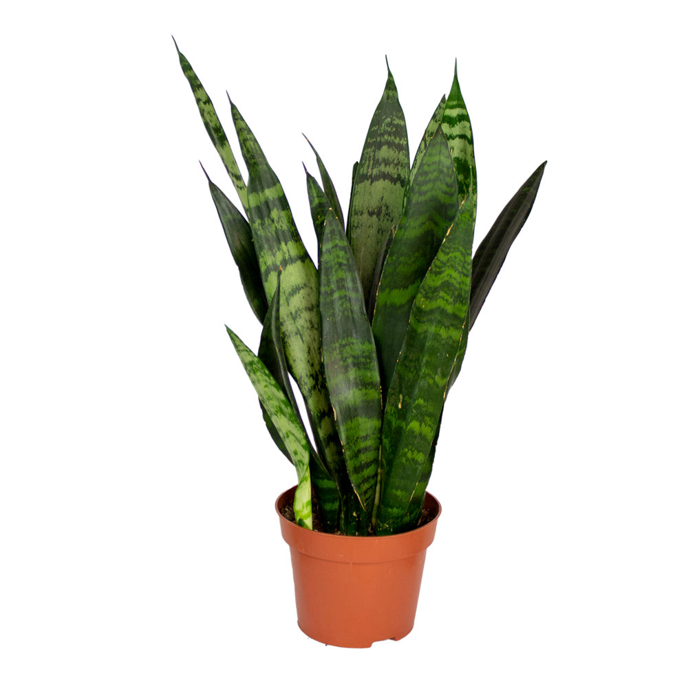 Sansevieria black coral - langue de belle-mère - plantes d’intérieur - 20-30 cm de haut - pot 12 cm