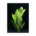 Plante aquatique : Echinodorus Bleheri en bouquet