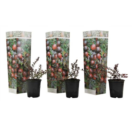 Canneberge - set de 3 - vaccinium macrocarpon 'cranberry' - h10-20cm - ⌀9cm