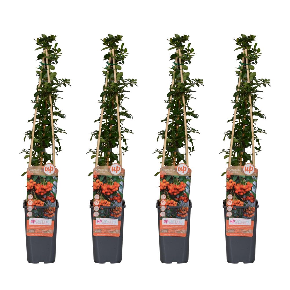Lot de 4 - pyracantha 'orange glow' - h65 cm - ø15 cm - plante d'extérieur