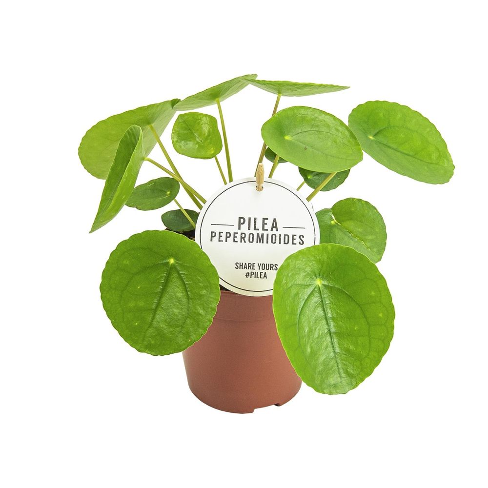 Pilea peperomioides - pot de 13cm - hauteur 20cm - plantes d'intérieur