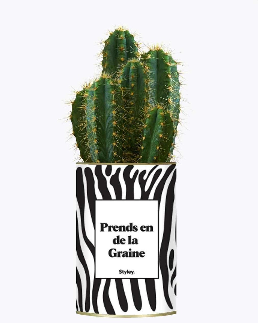 Plante personnalisée - prends en de la graine - cactus