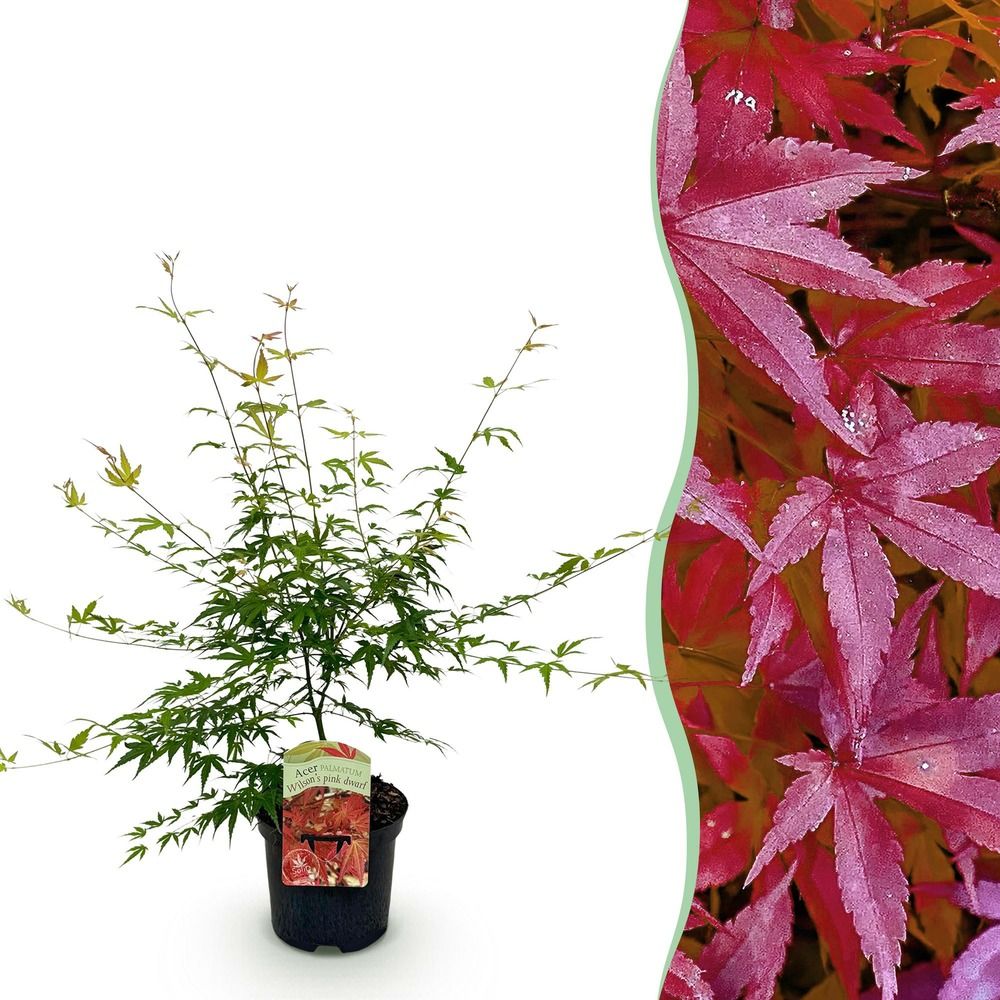 Érable du japon 'pink dwarf' - pot 19 cm - hauteur 70 cm