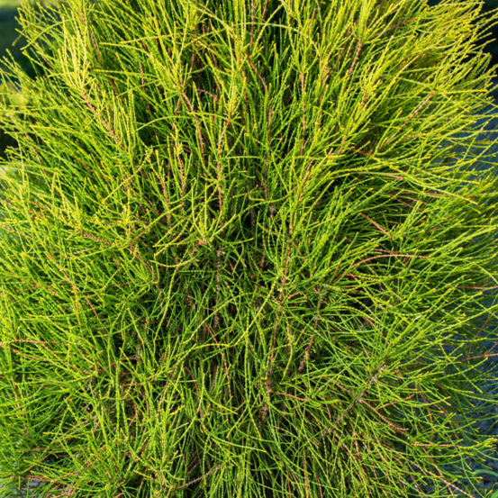 Thuya whipcord - thuja plicata whipcord tige 60cm pot 8l