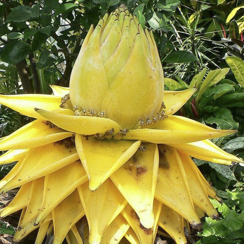 Bananier nain chinois, lotus d'or pot de 2l/3l