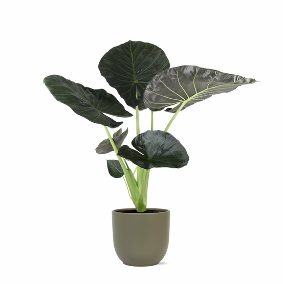 Alocasia regal shield et son pot gris - hauteur 100cm