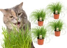 Cyperus - set de 4 - herbe à chat - ⌀ 12cm - hauteur 30-40cm