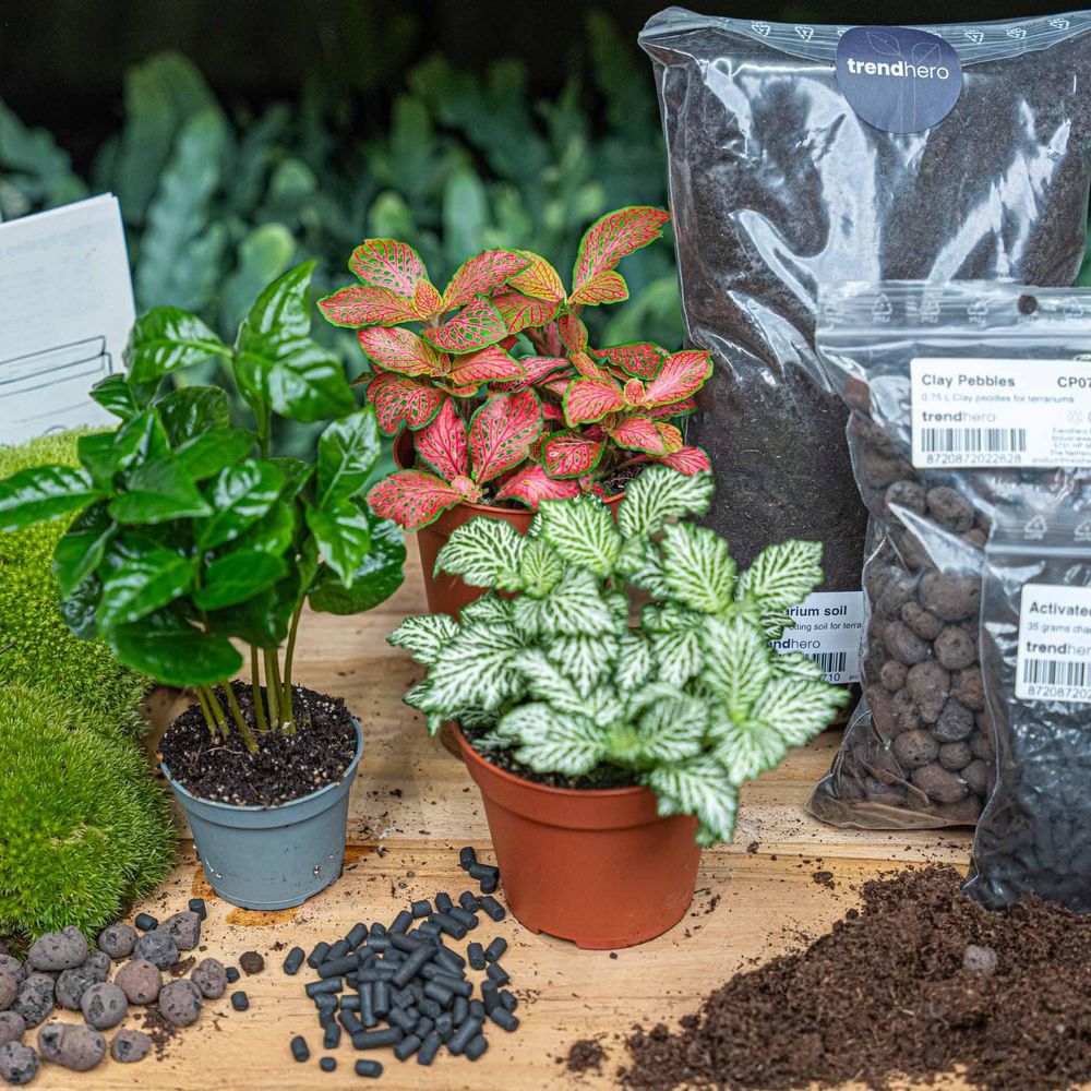 Terrarium à composer - recharge et kit de démarrage - coffea arabica - terrarium diy