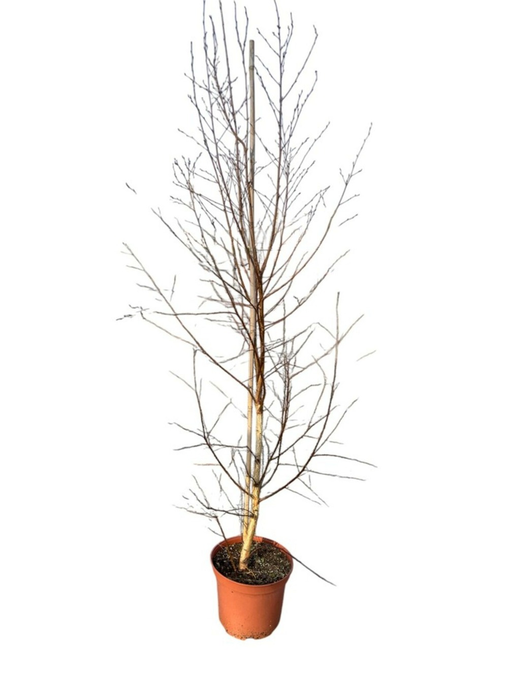 Betula verrucosa - pot 10 l - h 200 cm