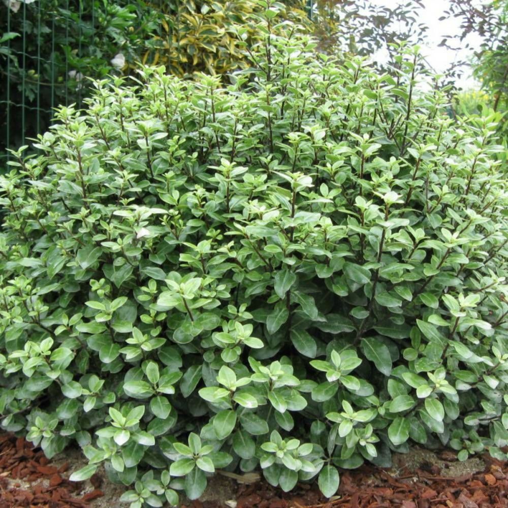 Pittosporum golf ball, pittospore pot de 3l - 20/40 cm
