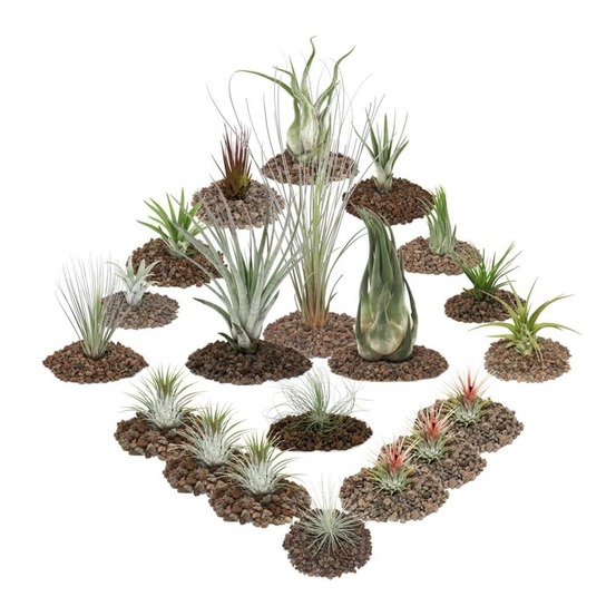 1 tillandsia - ensemble de 20 plantes dont 3 plantes xxl