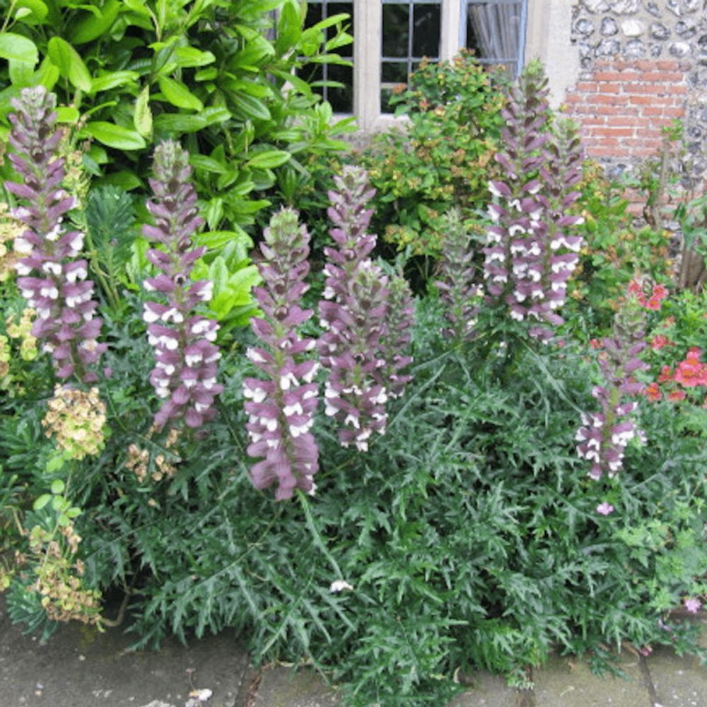 Acanthe épineuse, acanthus godet - 5/20 cm