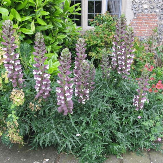 Acanthe épineuse, acanthus godet - 5/20 cm
