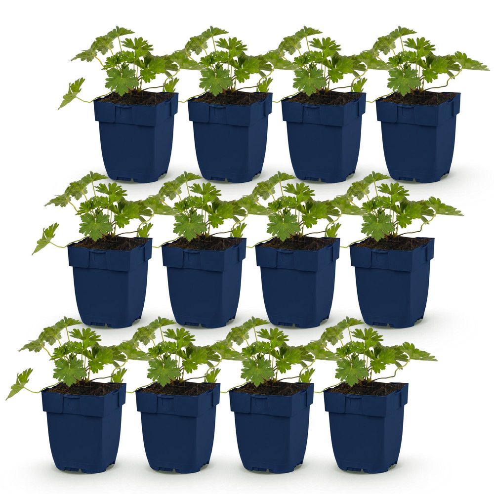 Géranium vivace 'rozanne' - lot de 12 - pot 11 cm - hauteur 25 cm