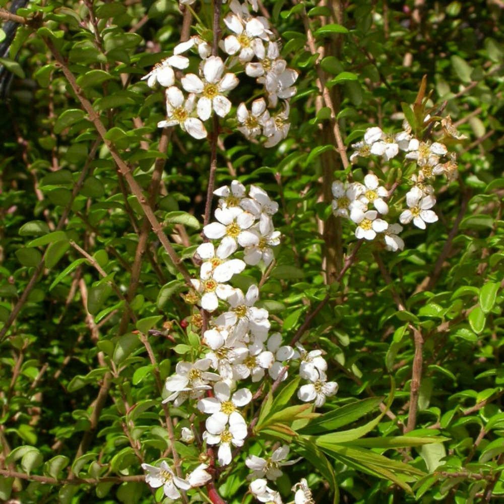 Spirée dentelée grefsheim, spiraea pot de 3l - 20/40 cm