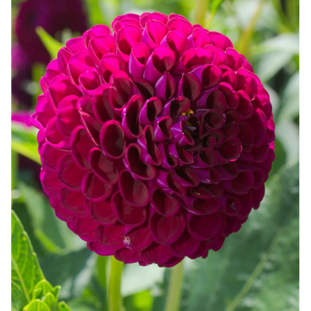 Bulbe de dahlia pompon othello sachet de 1 bulbe