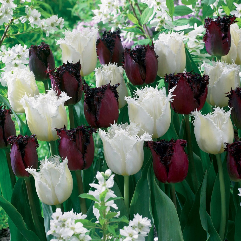 10 tulipes frangées pôle nord et labrador en mélange - le sachet de 10 bulbes / circonférence 11cm+, vendu par lot de 2
