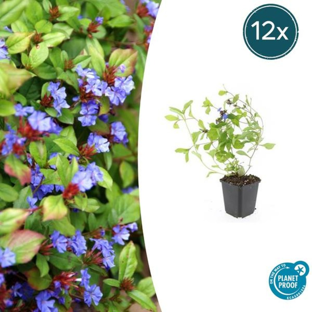 Plumbago de chine x12 – entre 0,75 et 1m2