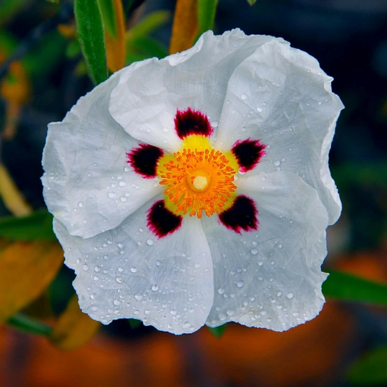 Ciste porte-laudanum, cistus pot de 7,5l - 40/60 cm