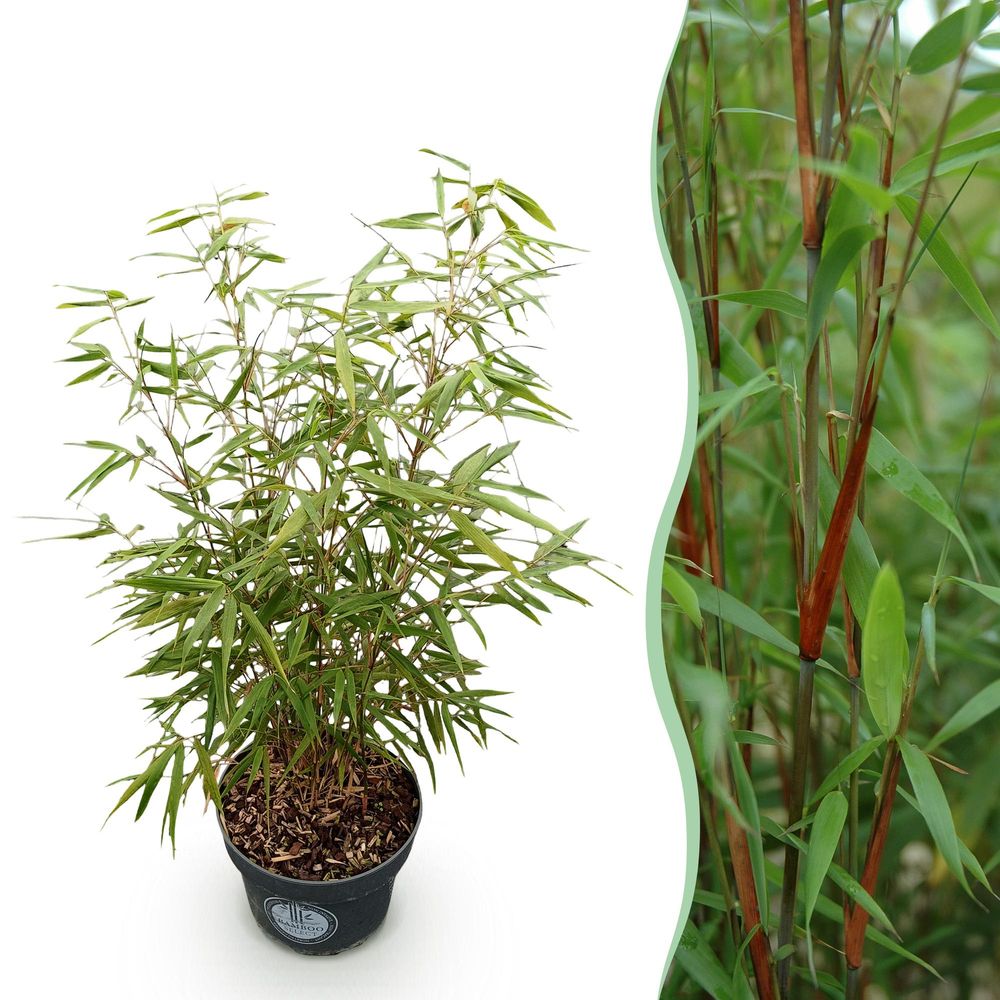 Bambou fargesia asian wonder - pot 23 cm - hauteur 80 cm