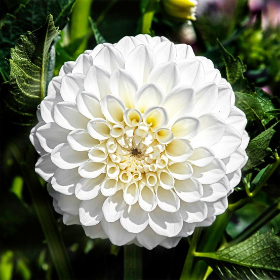 3 dahlias boom boom white - le sachet de 3 bulbes, vendu par lot de 2