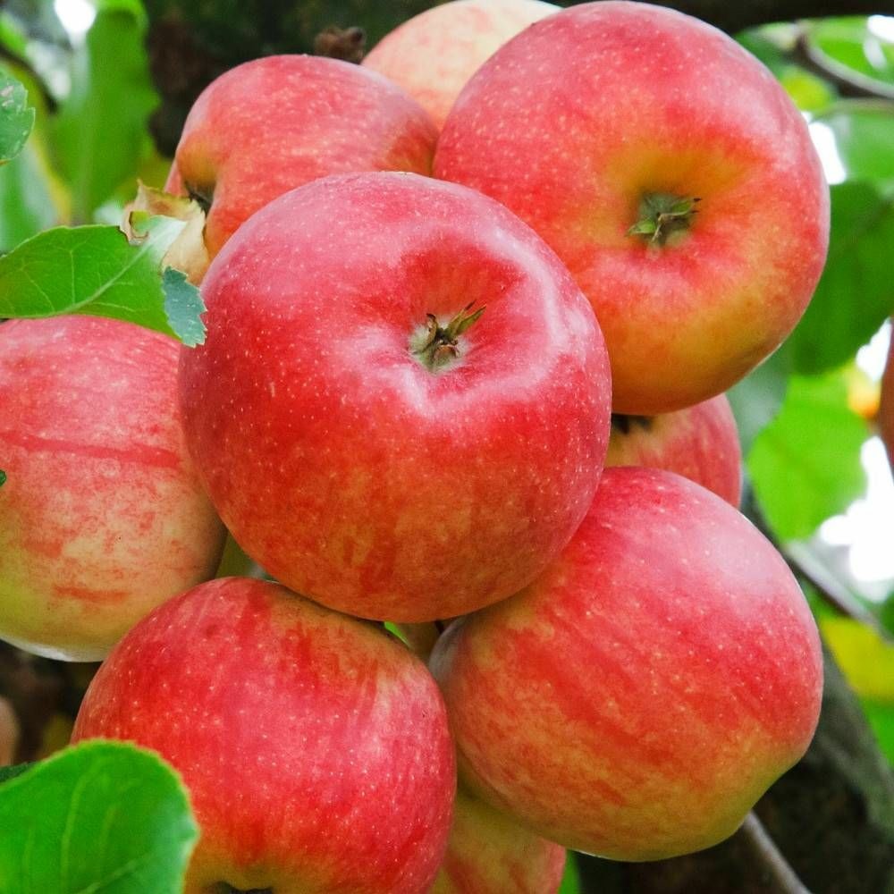 Pommier colonnaire cheverny® 'delcolin' pot de 7,5l - 80/100 cm