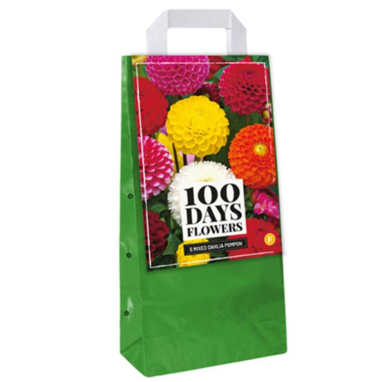 Mix 5 bulbes dahlias pompon multicolore