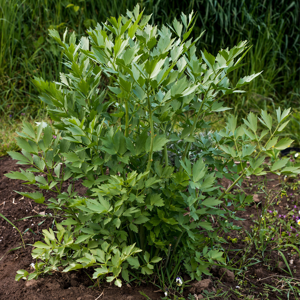 Lot de 3 - levisticum officinale - livèche - maggiplant - aromatiques - h. 10-20 cm - p. 9x9 cm
