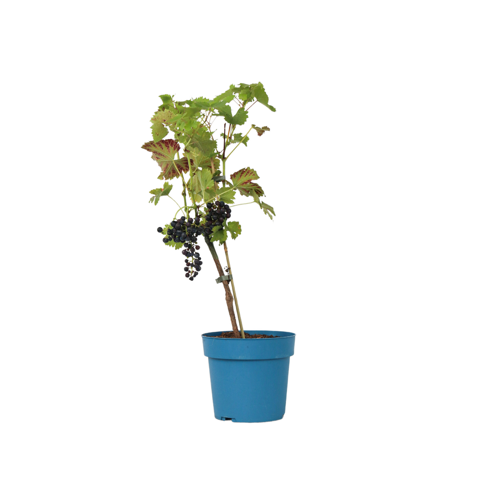 Vigne à raisin - vitis vinifera ‘nero’ - hauteur 60-75cm - ⌀21cm