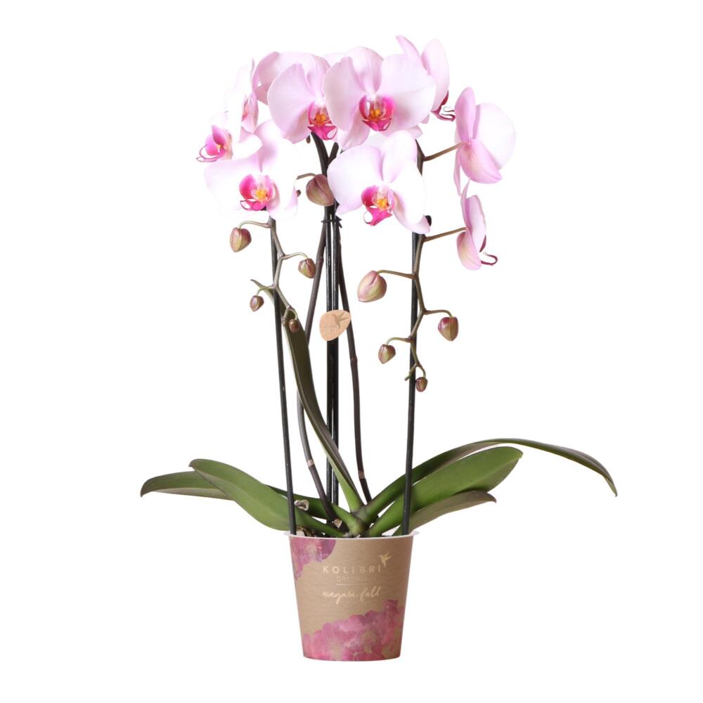 Orchidées colibris - orchidée phalaenopsis rose - chute du niagara - taille du pot 12cm