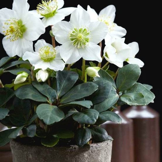 Helleborus niger 'christmas carol' - lot de 48
