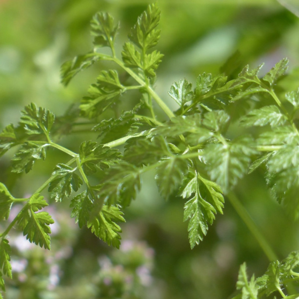 Graines de cerfeuil commun frisé - vilmorin sachet