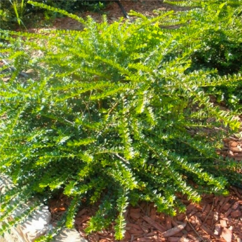 CHEVREFEU COUVRE-SOL GF H13A25-(766574)