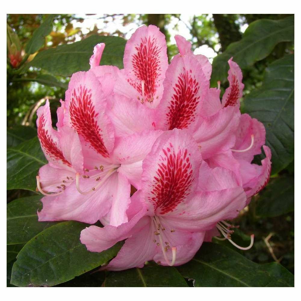 Rhododendron x 'furnival's daughter' : 25 litres (rose macule rouge)