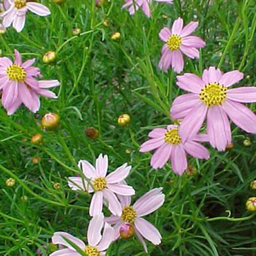 Coréopsis rosea nana godet - 5/20 cm