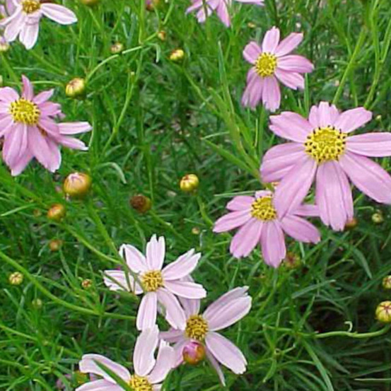 Coréopsis rosea nana godet - 5/20 cm