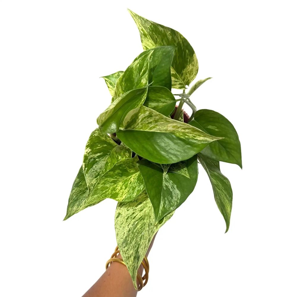 Epipremnum marble queen - pot de 12cm - plantes d'intérieur
