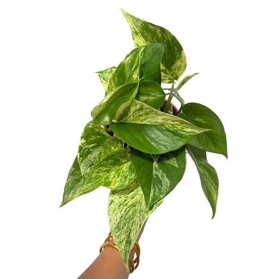 Epipremnum marble queen - pot de 12cm - plantes d'intérieur