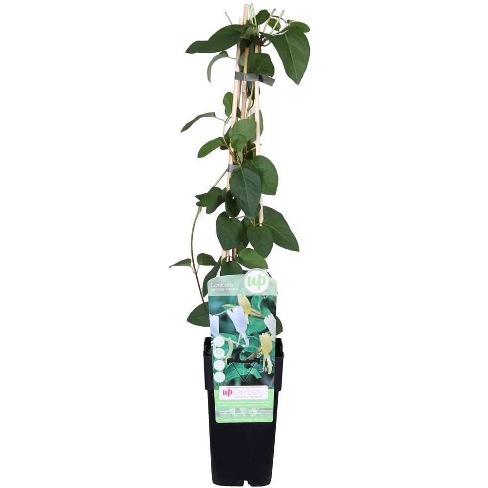 Lonicera japonica 'halliana' - h65 cm - ø15 cm - plante d'extérieur