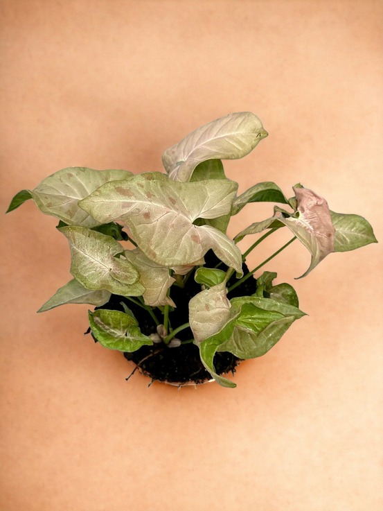 Syngonium pink spot
