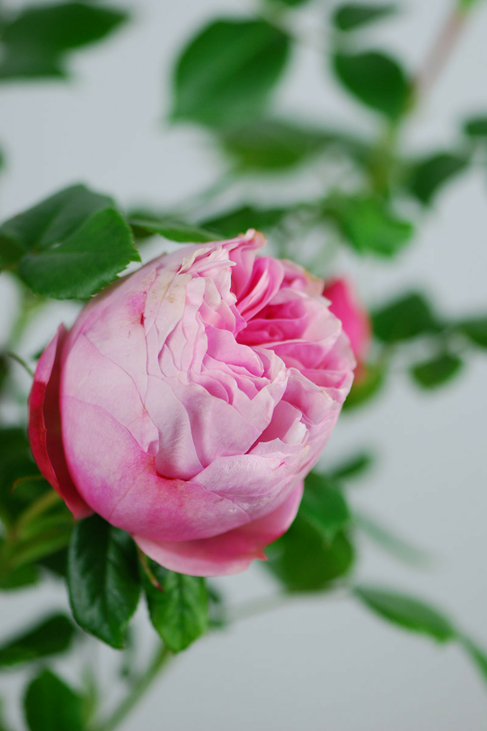 Rosier 'l'alhambra' ? - en pot de 5 litres