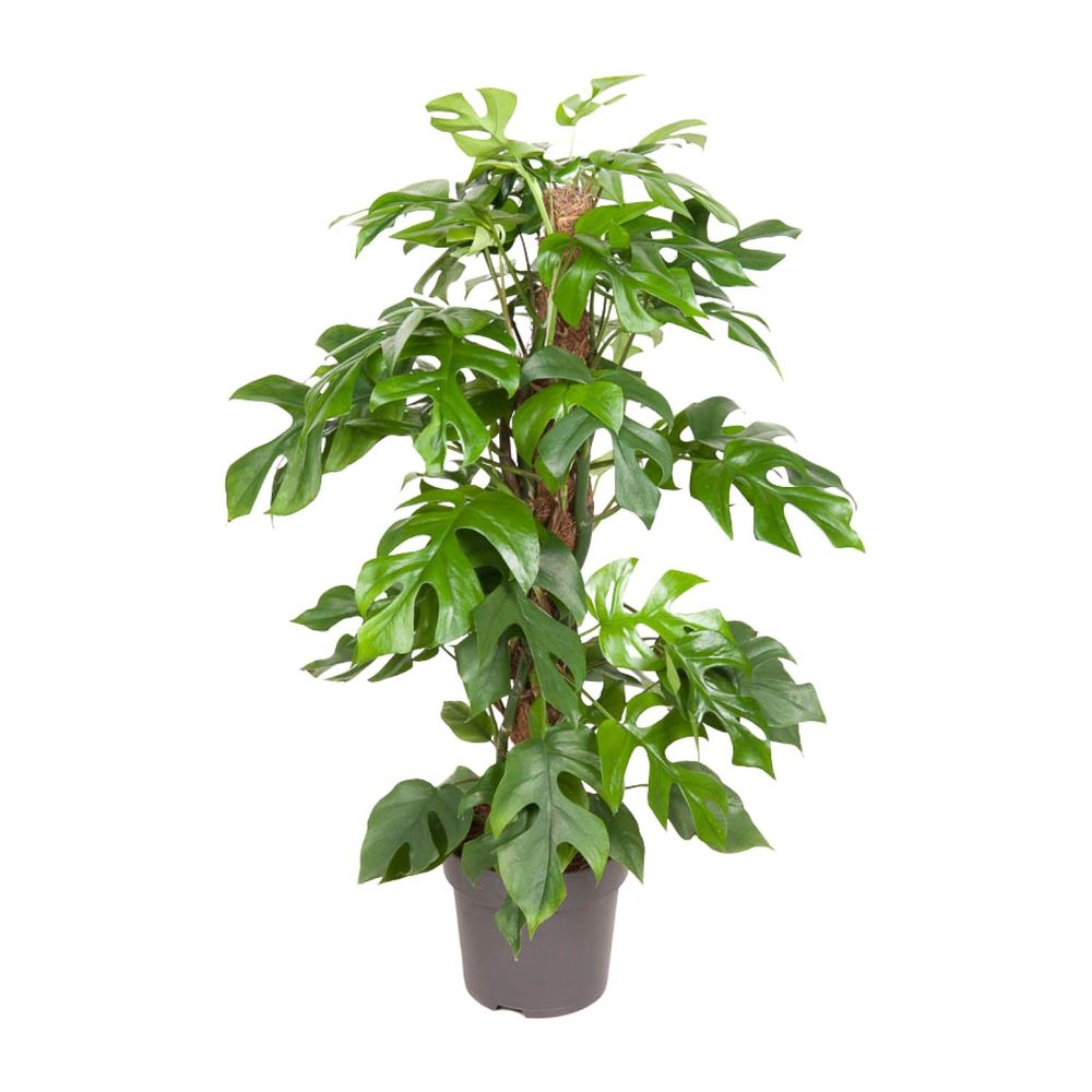 Monstera minima - ø19cm - ↕80cm - plantes d'intérieur