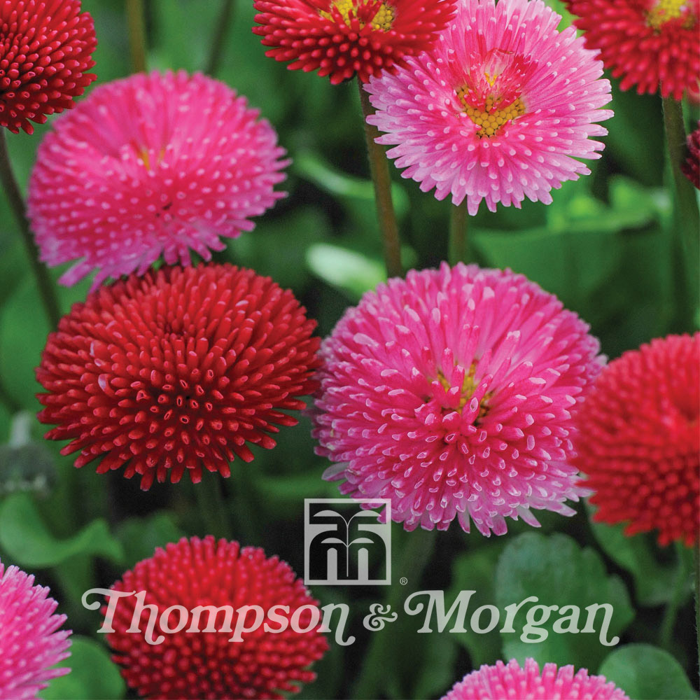 Paquerette 'pomponette mixed' le sachet de 1000 graines environ (0,2g)