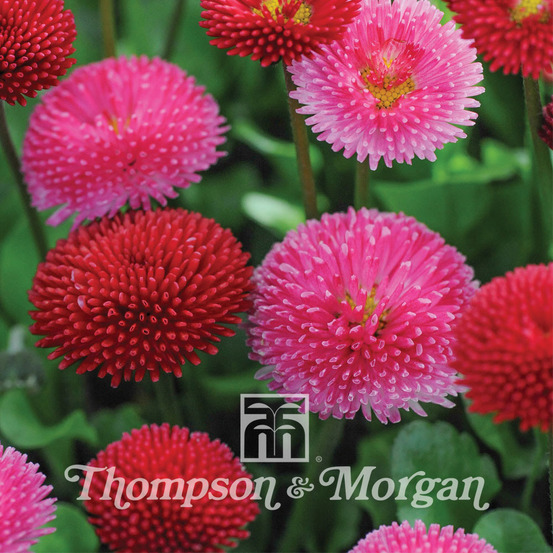 Paquerette 'pomponette mixed' le sachet de 1000 graines environ (0,2g)